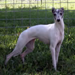 "Hairicane Boot Scooten Boogie" Blue Pied Italian Greyhound Female